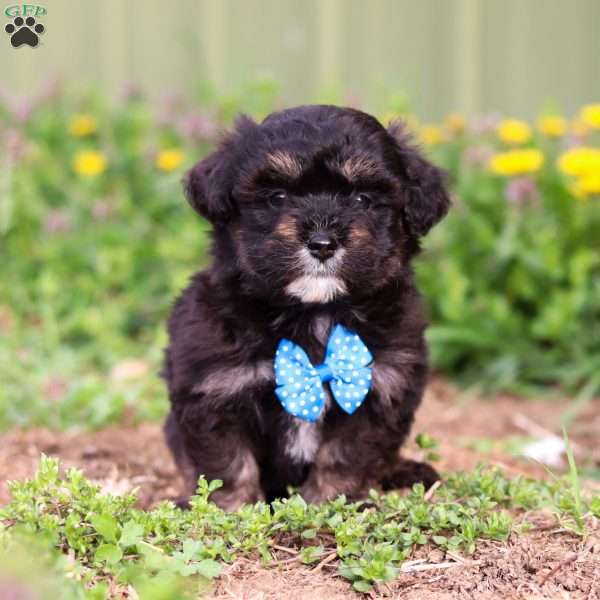 Trevor, Mini Aussiedoodle Puppy